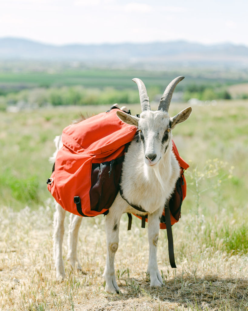 The Remarkable Traits of Pack Goats: Low Impact, High Agility, and More!